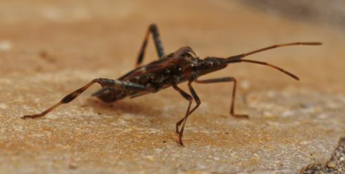 Réf. 350 029 : Leptoglossus occidentalis
